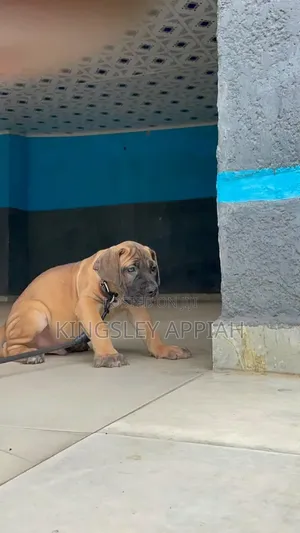 Purebred Boerboel Puppy - 1-3 Months Old, Female