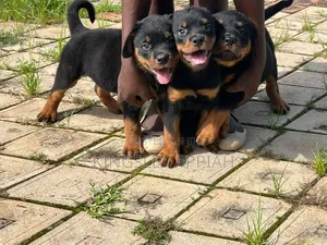 Purebred Rottweiler Puppy - 1-3 Months Old