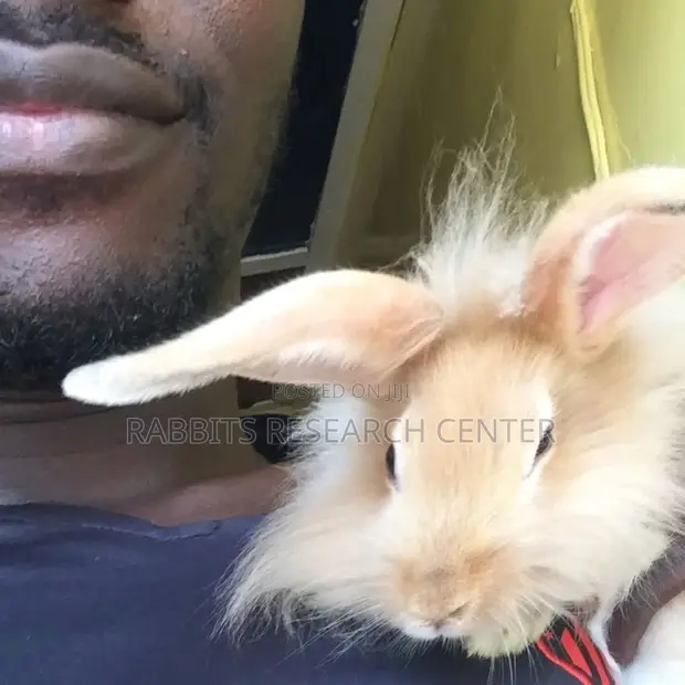 Free Rabbit Consultation and Treatment Guide - 1