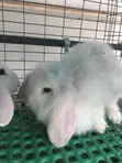Free Rabbit Consultation and Treatment Guide - 3