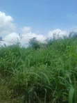 Land for Sale at Tonklo, Hohoe - 3
