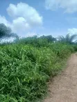 Land for Sale at Tonklo, Hohoe - 4