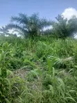 Land for Sale at Tonklo, Hohoe - 5