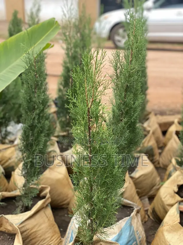 Garden Services & Landscaping - Kumasi - 1