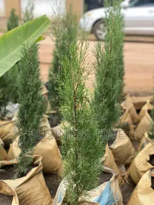 Garden Services & Landscaping - Kumasi