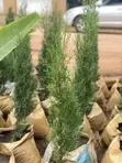 Garden Services & Landscaping - Kumasi - 1