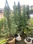 Garden Services & Landscaping - Kumasi - 2