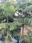 Garden Services & Landscaping - Kumasi - 3