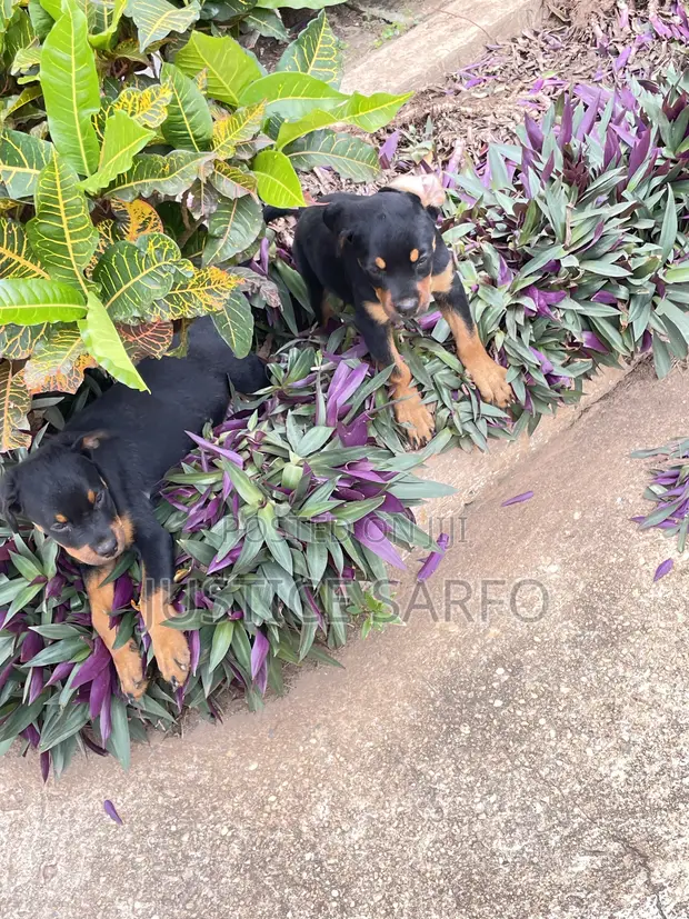 Purebred Rottweiler Puppies - 3-6 Months Female - 1