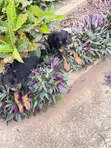 Purebred Rottweiler Puppies - 3-6 Months Female - 1