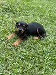 Purebred Rottweiler Puppies - 3-6 Months Female - 2