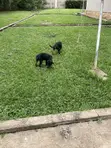 Purebred Rottweiler Puppies - 3-6 Months Female - 3