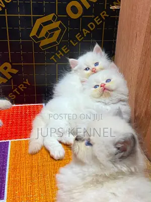 Purebred Persian Kitten - 1-3 Months Old