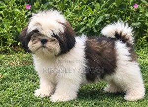 Purebred Shih Tzu Puppy - Male, 1-3 Months