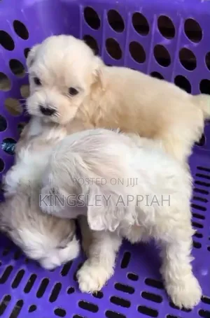 Purebred Female Poodle Puppy (1-3 Months)
