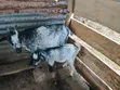 Two Male Sahali Goats - 4.5 Months Old - 1