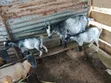 Two Male Sahali Goats - 4.5 Months Old - 2