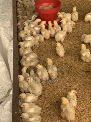 Day Old Chick Brooding Service