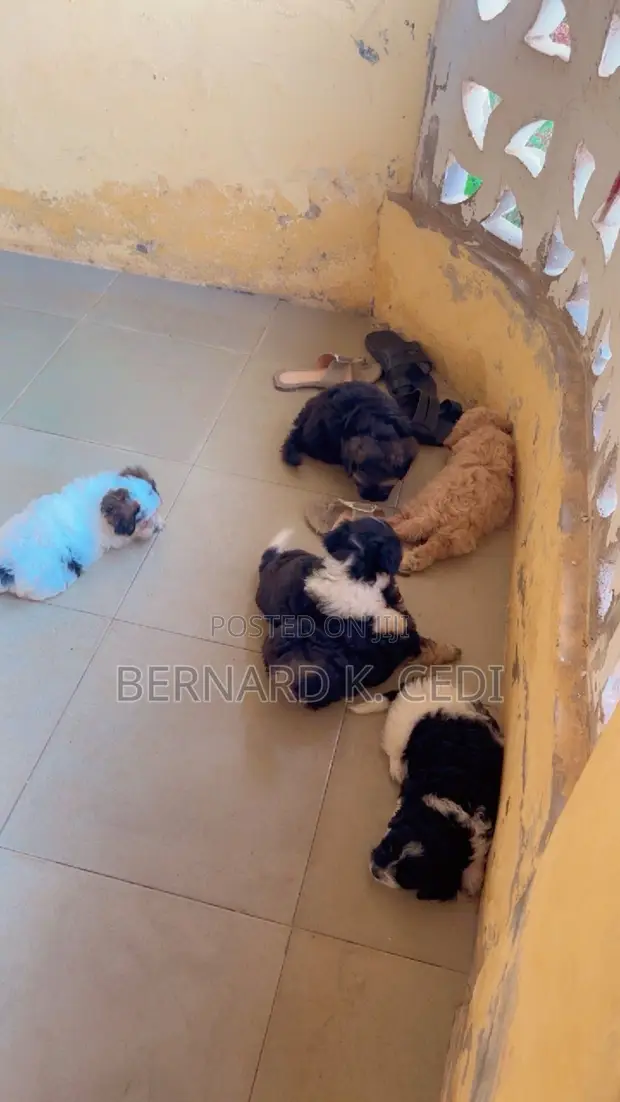 Purebred Female Poodle Puppy - 1