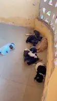 Purebred Female Poodle Puppy - 1