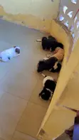 Purebred Female Poodle Puppy - 2
