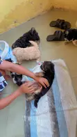 Purebred Female Poodle Puppy - 3
