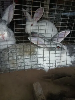 IB Rabbit Farms - Quality Rabbits Available