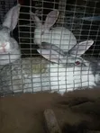IB Rabbit Farms - Quality Rabbits Available - 1