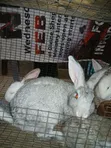 IB Rabbit Farms - Quality Rabbits Available - 2