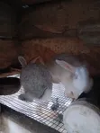 IB Rabbit Farms - Quality Rabbits Available - 3