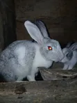 IB Rabbit Farms - Quality Rabbits Available - 4