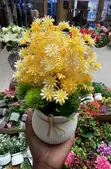 Artificial Flower Pot (WP2) - 2