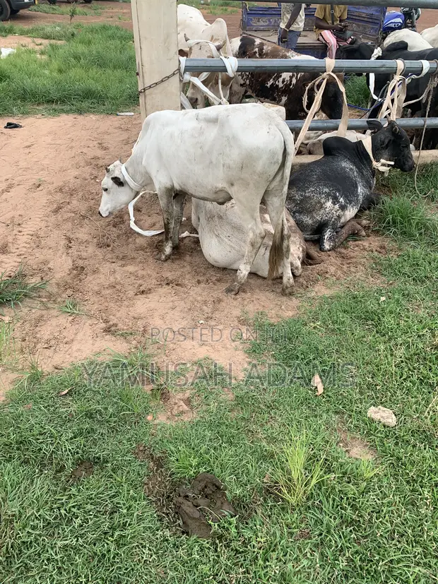 Healthy and Strong Cows for Sale - 1