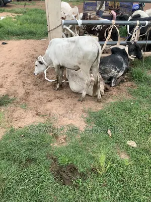 Healthy and Strong Cows for Sale