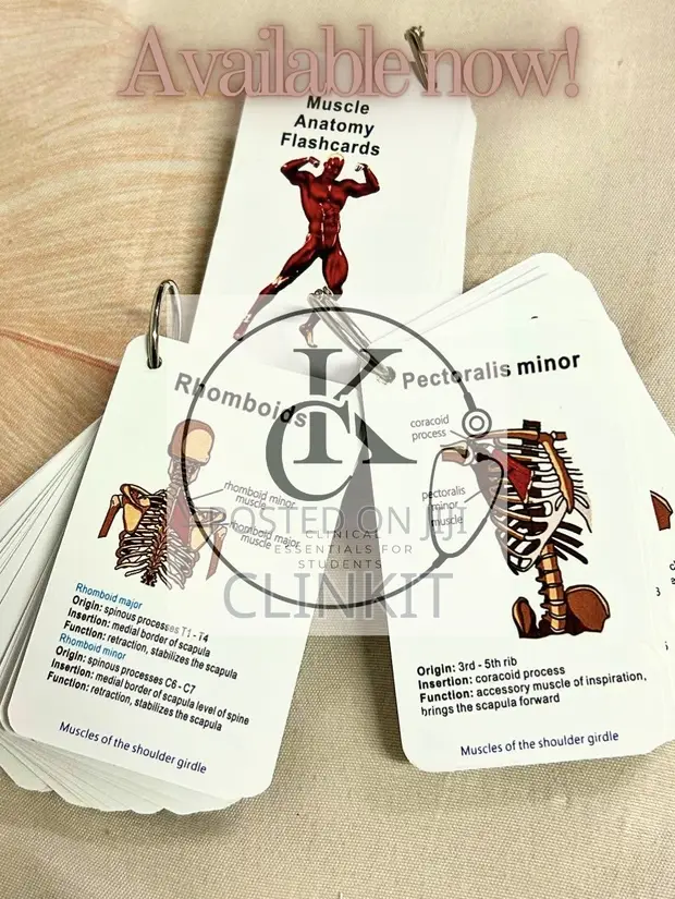 100 Page Muscle Anatomy Flashcards - 1