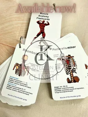 100 Page Muscle Anatomy Flashcards