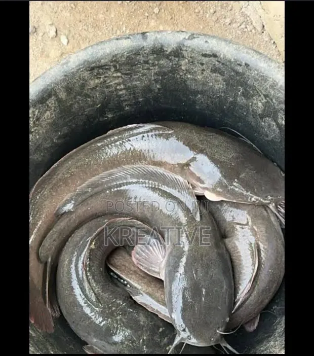 Live Catfish for Sale - 1