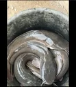 Live Catfish for Sale - 1