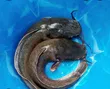 Live Catfish for Sale - 2