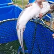 Live Catfish for Sale - 3