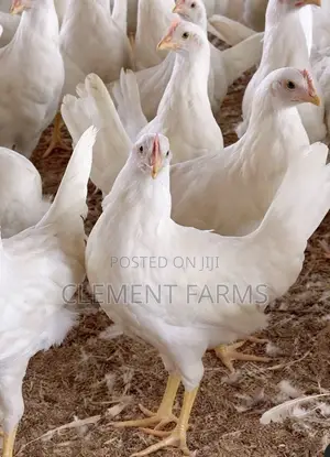 White Leghorn Chickens
