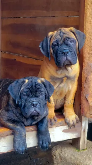 Purebred Bullmastiff Female Puppy (1-3 Months)