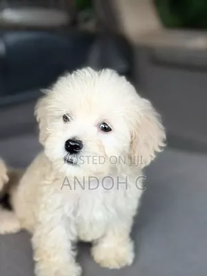 Purebred Poodle Puppy - 1-3 Months Old