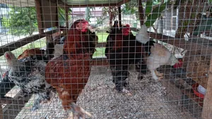Hybrid Brahma Birds (4-6 Months)