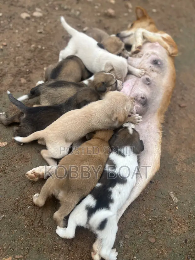 Male Mongrel Puppy, 1-3 Months Old - 1