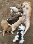 Male Mongrel Puppy, 1-3 Months Old - 2