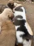 Male Mongrel Puppy, 1-3 Months Old - 3