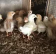 Day Old Layers - Hyline White & Brown - 2