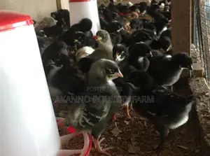 Day Old Plymouth Chickens