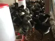 Day Old Plymouth Chickens - 1